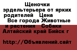 Щеночки эрдельтерьера от ярких родителей › Цена ­ 25 000 - Все города Животные и растения » Собаки   . Алтайский край,Бийск г.